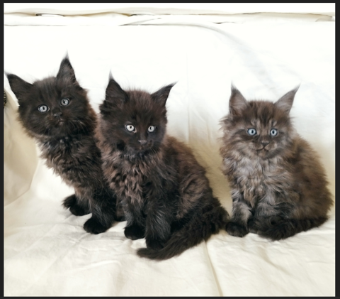 Chatons Maine Coon LOOF 1200 87400 La geneytouse