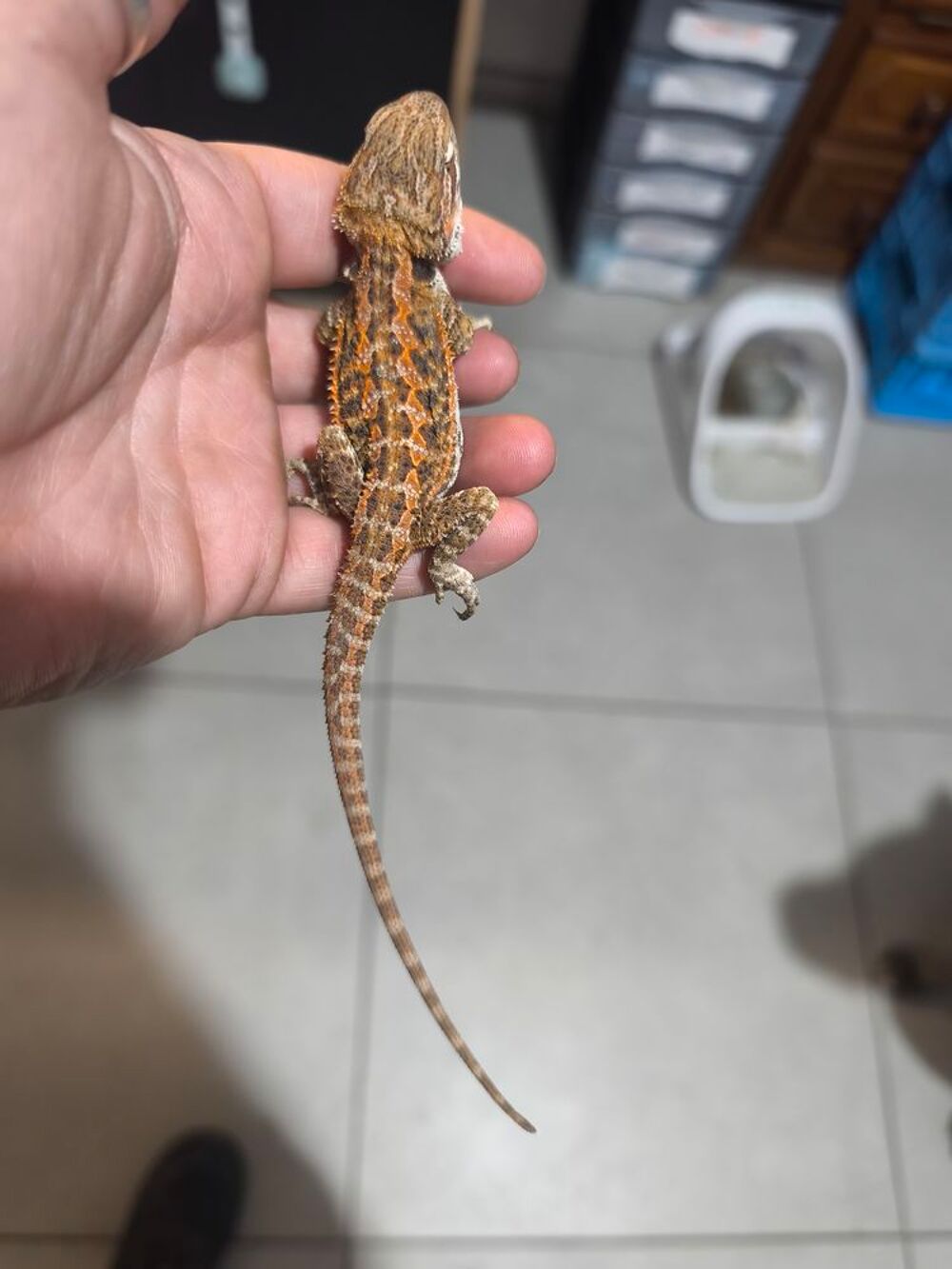   Pogona , dragon Barbu  