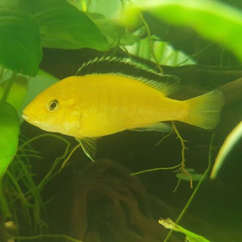 Labidochromis caeruleus jaunes 15 93230 Romainville