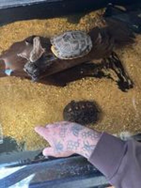   2 tortues Mauremys Sinensis adulte 