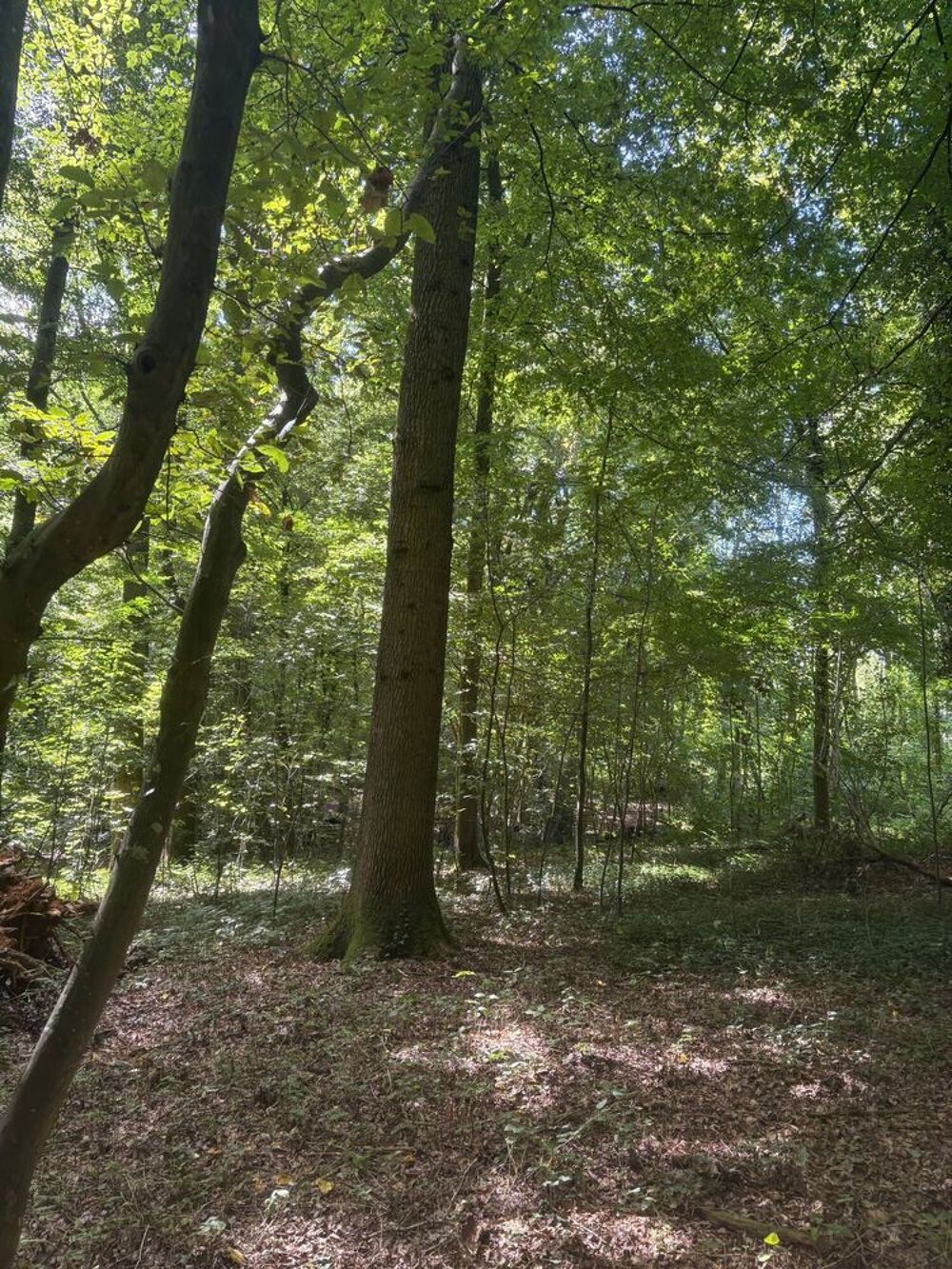Vente Terrain Bois de chasse Fieffes-montrelet