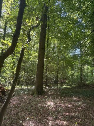  Terrain à vendre 38500 m² Fieffes-montrelet