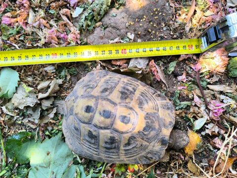 Tortue m&acirc;le adulte 150 34690 Fabrègues