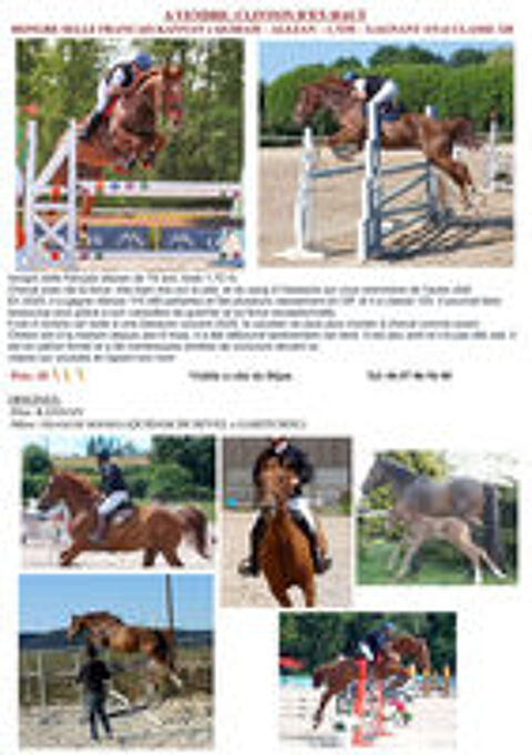   cheval pret gros myens  