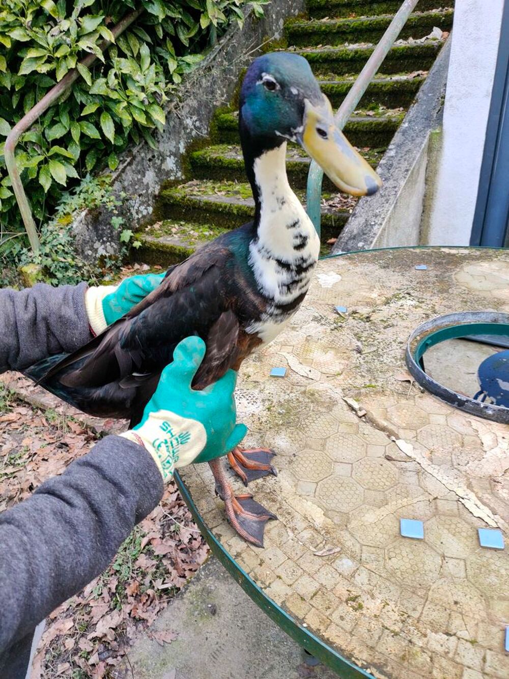 Canard indien coureur. Jardin