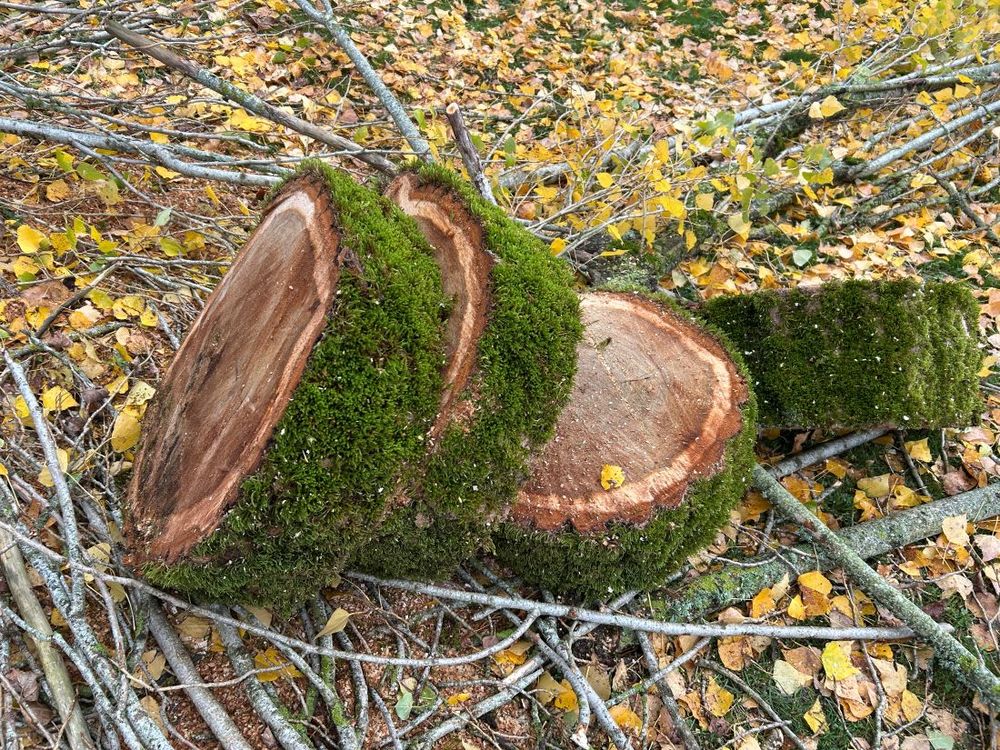 grandes rondelles bois brut, tranches de bois massif Jardin