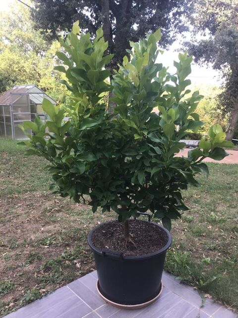jacaranda,hoya,et citronnier et cactus Lvignac (31)