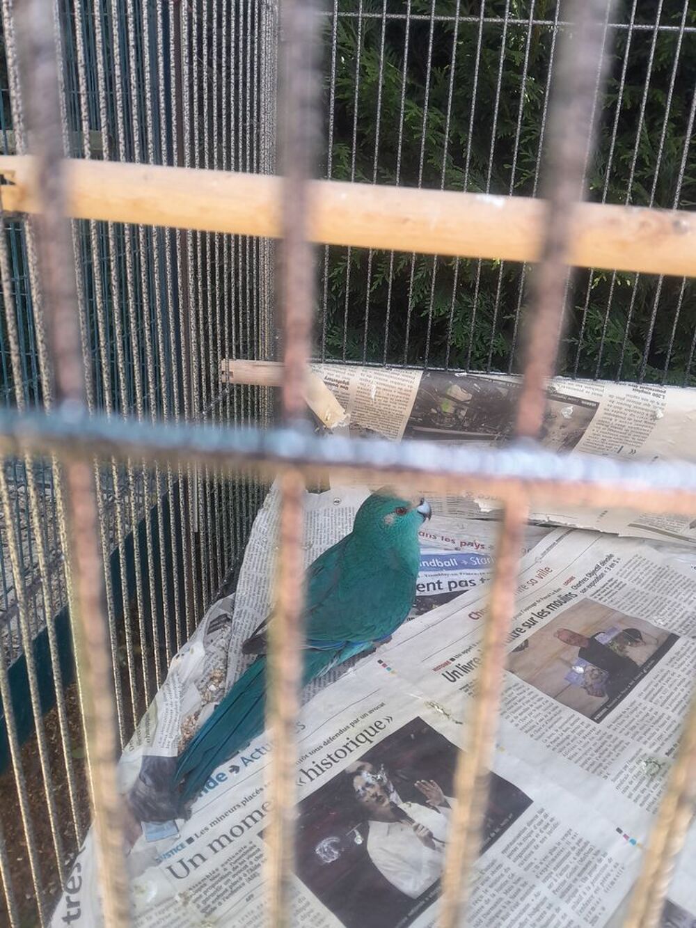   Kakarikis Bleu  