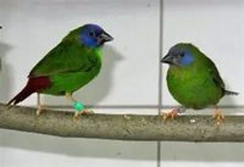   recherche oiseaux exotiques 
