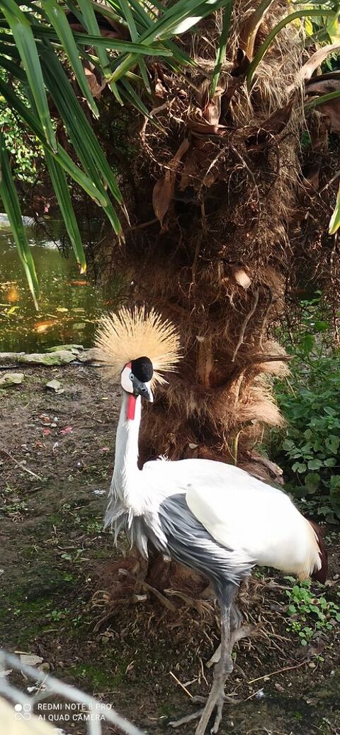 Couple grue couronn&eacute;e grise reproducteur 1000 38440 Villeneuve-de-marc