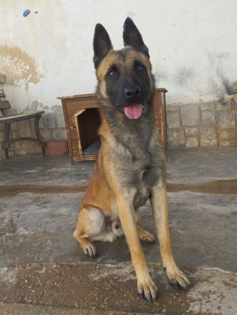 Magnifique Berger belge malinois, 2 ans 315 24140 Douville