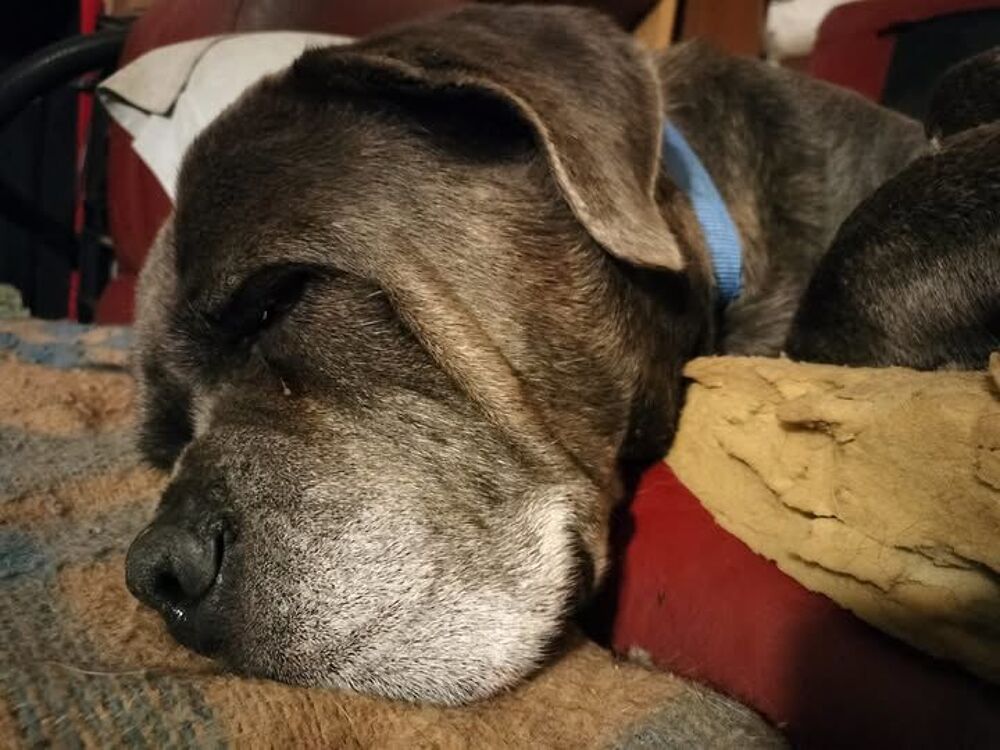   Chien NOX  l adoption 