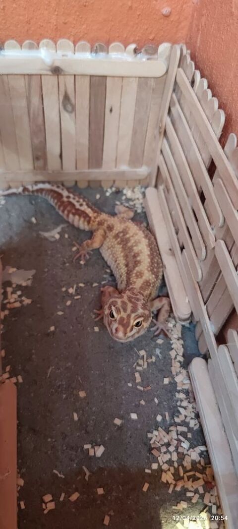 2 geckos l&eacute;opard + terrarium 130 17100 Saintes