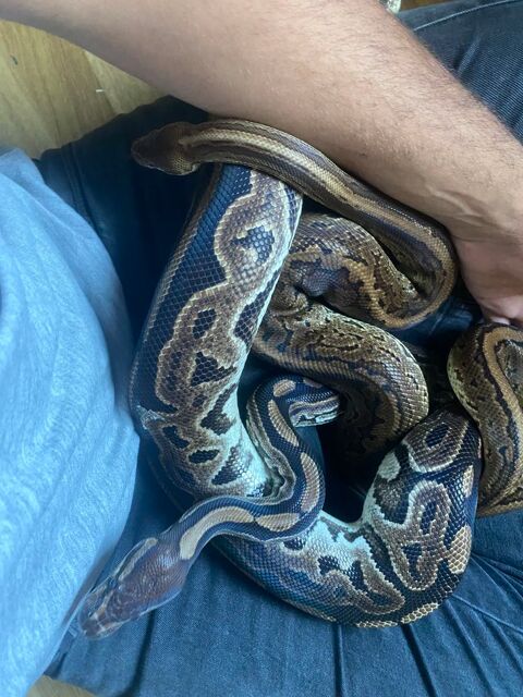 Terrarium et 2 femelle python black pastel 
pastel pinstripe 24700 Montpon-mnestrol