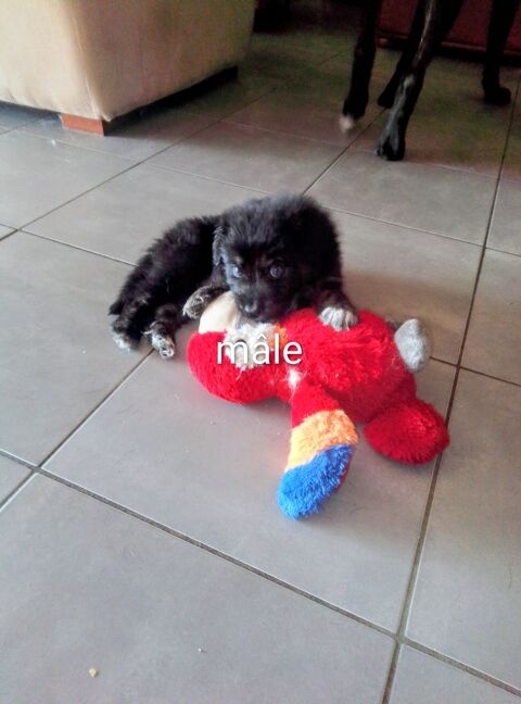 Chiots a donner 0 82370 Villebrumier