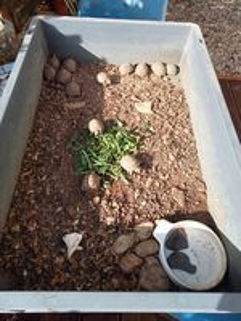   Bébé tortue  