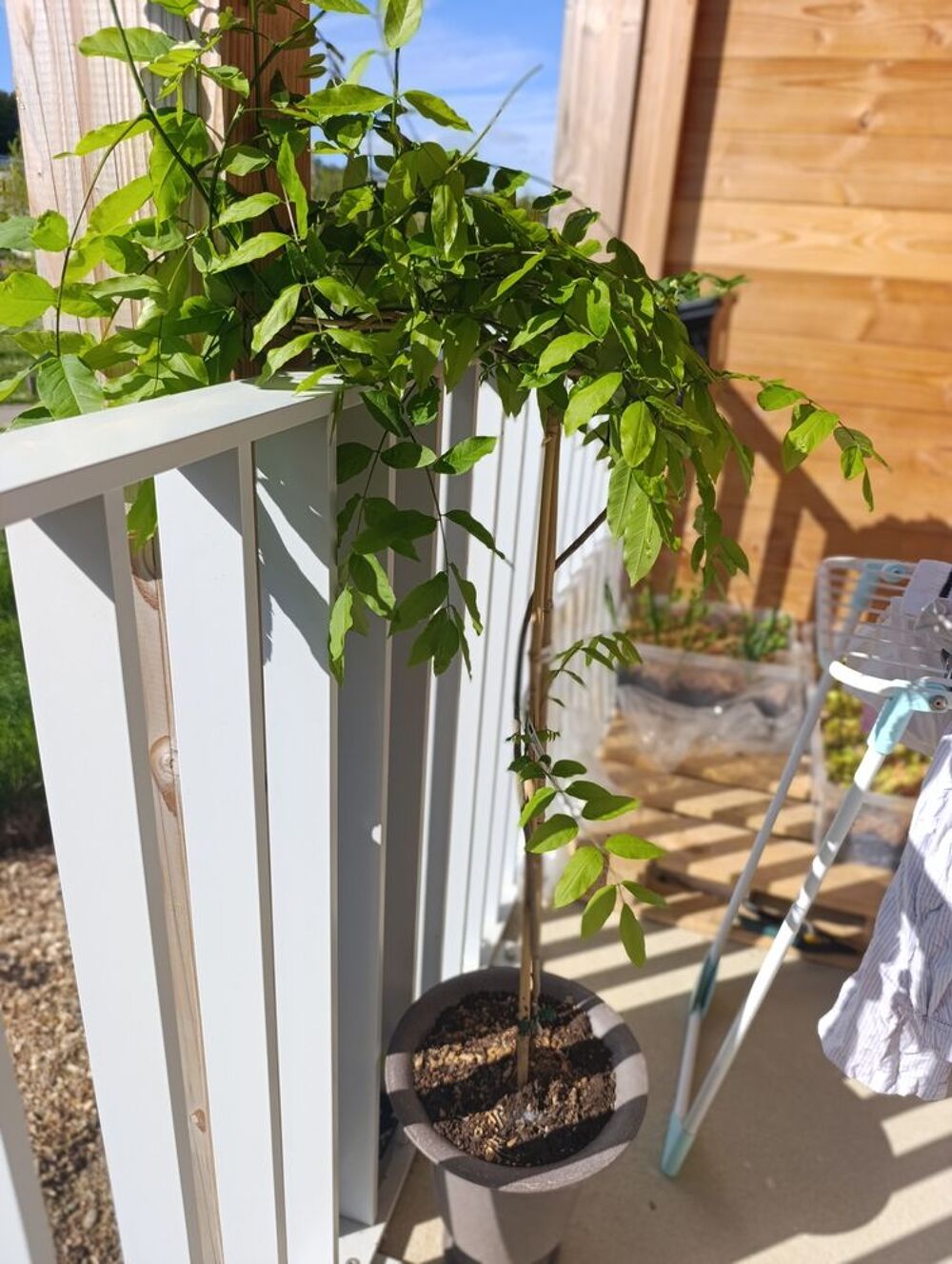 glycine double Jardin