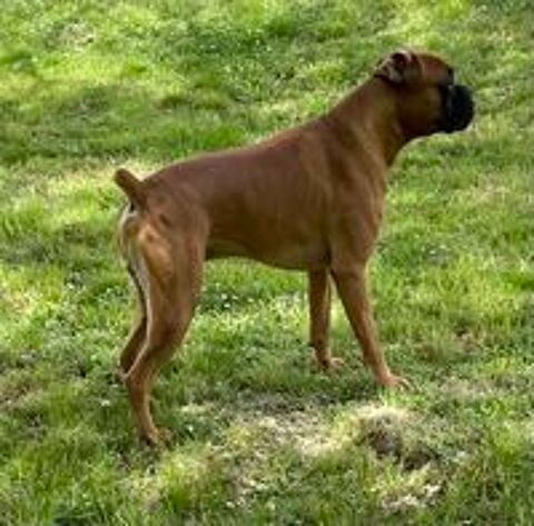   Chiots Boxer à  naître Réservations ouvertes 