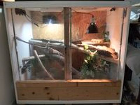   Pogona mal avec terrarium  