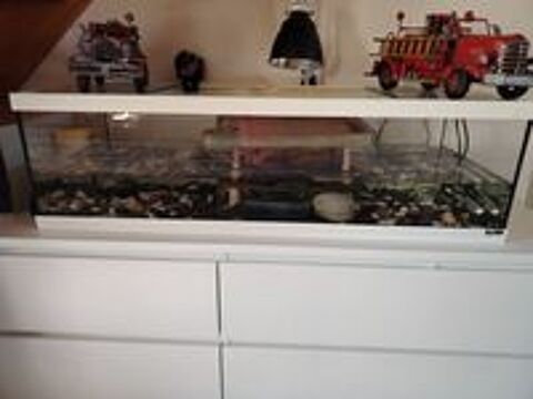   Tortue d'eau  