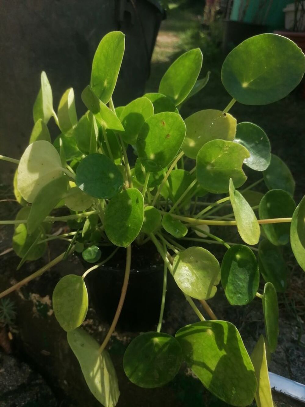Plante. Cr&ecirc;pe Jardin