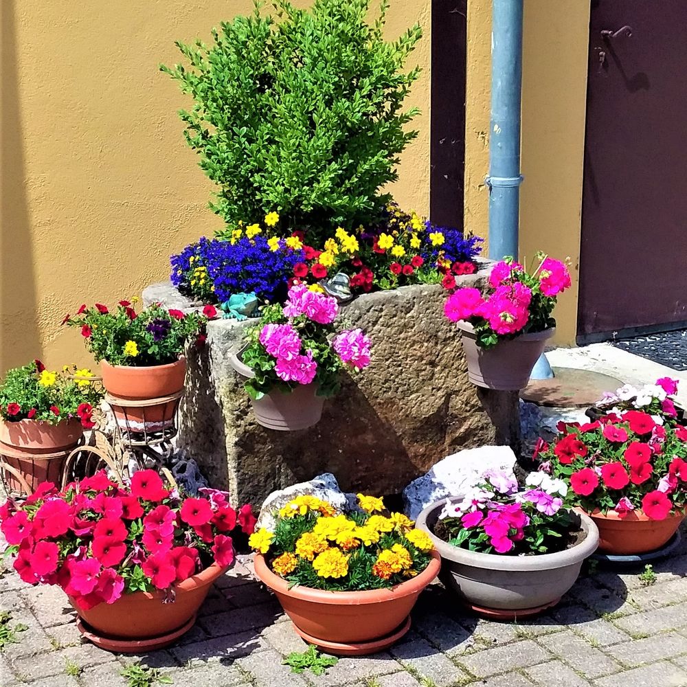   GITE LA SECKMATT WIFI NATURE 2 A 8 PERSONNES ANIMAUX ADMIS   Alsace, Bernardswiller (67210)