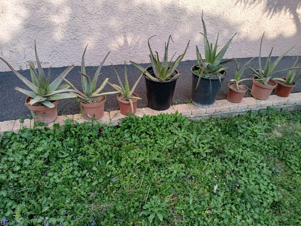 ALOE VERA Jardin