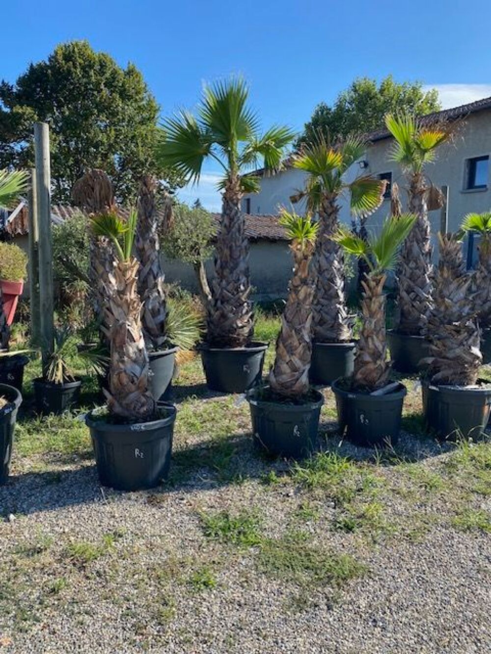 PALMIER WASHINGTONIA Jardin