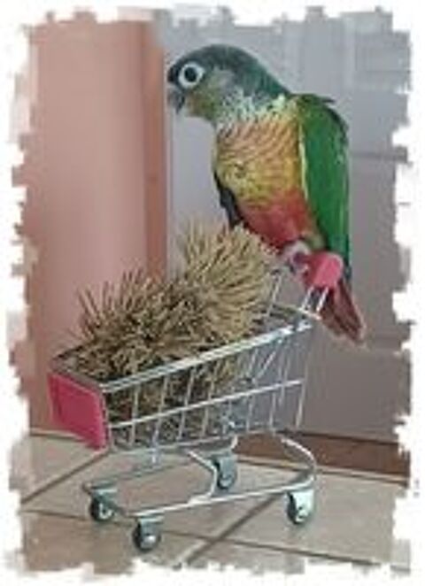   Conure molinaé EAM 