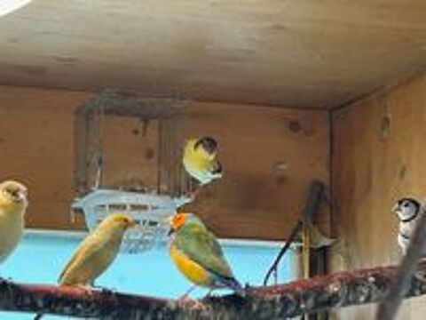   Canaris - Diamant de Gould - Pape de Nouméa 