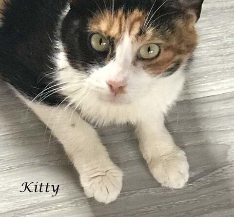 Kitty - tricolore- née en 2012 0 59530 Le quesnoy