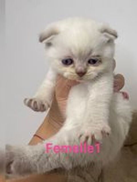   Chaton british 