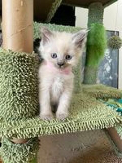   CHATONS SIBERIENS NEVA MASQUERADE LOOF 