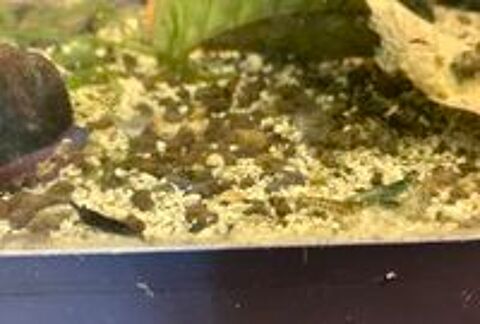   Crevettes bleues aquarium 