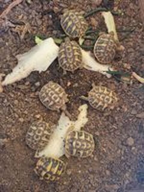   Tortues de terre 