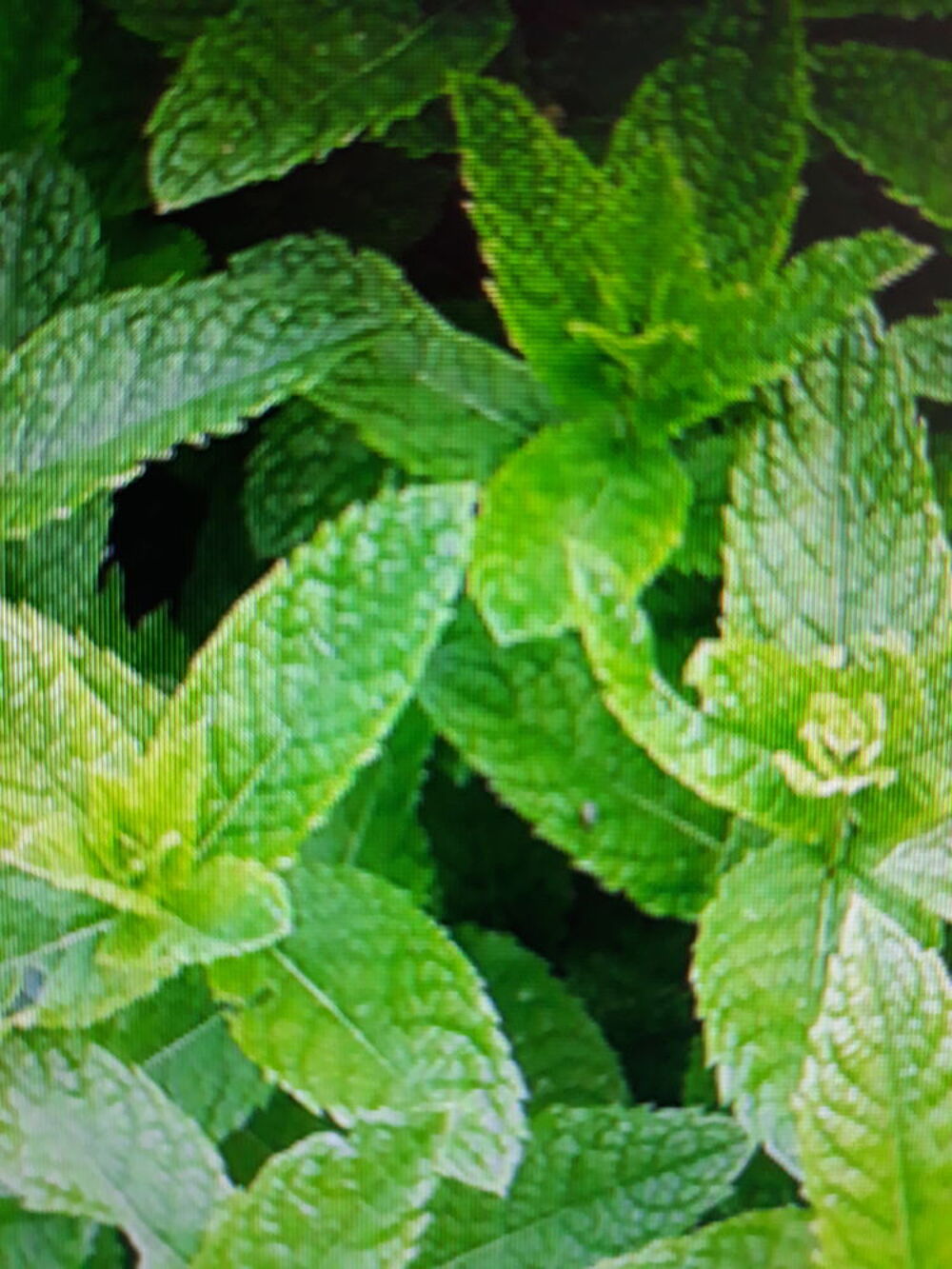 Pied de menthe Jardin