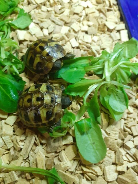 tortue 50 33830 Belin-bliet
