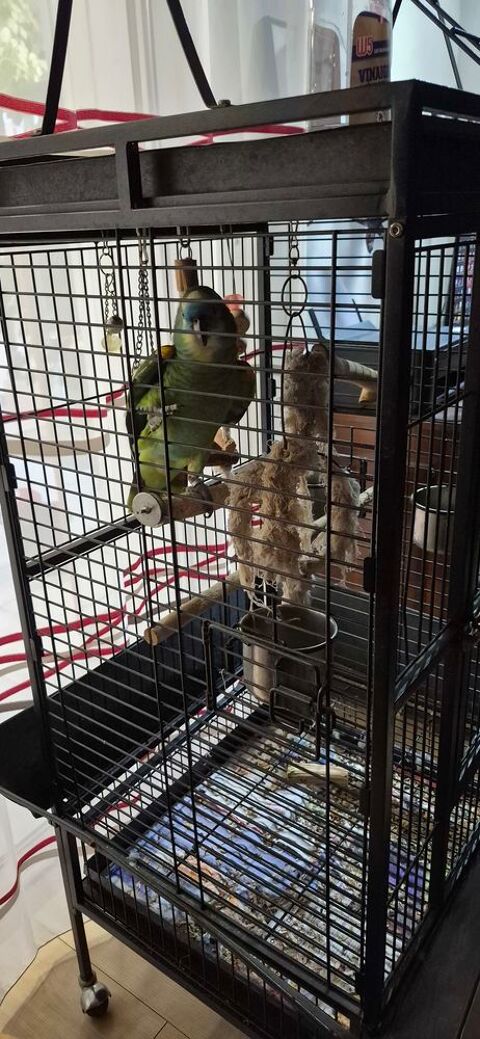 Perroquet AMAZONE A FRONT BLEU 1000 34140 M�ze