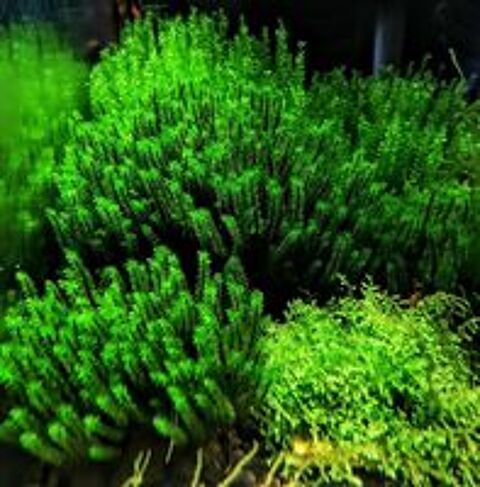   Plante / Mousse : Rare Moss pour aquarium 