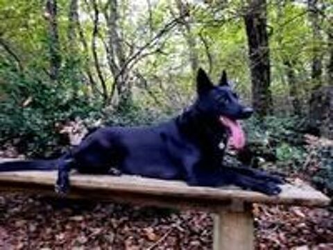   Chien SAYKA � l adoption 