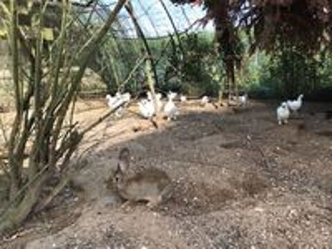   Cède plusieurs poules de soie  élevé en grande voliere  