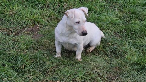 une femelle adulte 
Jack russel 780 72440 Bouloire