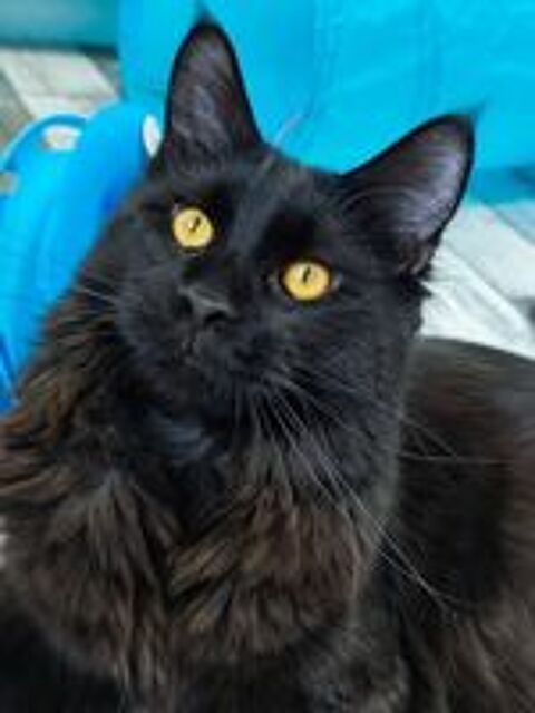   1 mâle noir maine coon Loof 