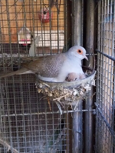 Colombe diamant isabelle 30 30140 Anduze