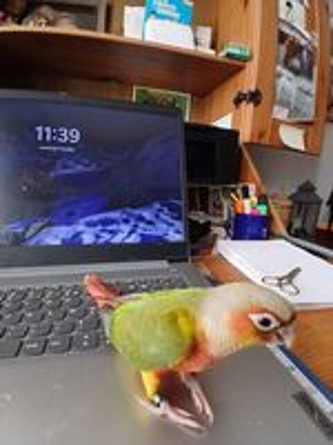   Cède conures EAM 