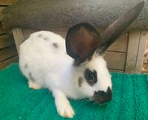   Beau lapin Géant Papillon 