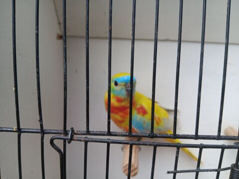 Perruches turquoisines 35 72250 Brette-les-pins