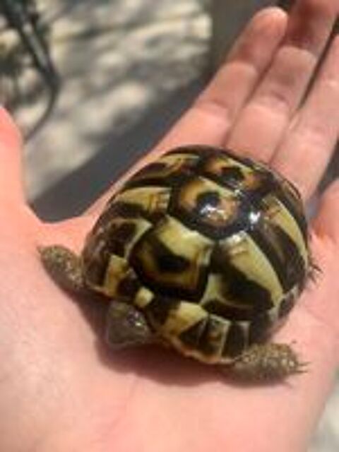   Bébés tortues terrestres  1 an 