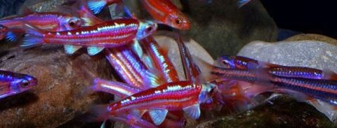 NOTROPUS! 3 83190 Ollioules