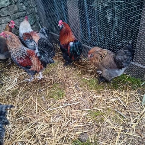 Coq divers races 6-8 mois 20 86340 Roches-pr�marie-andill�